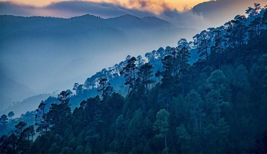 Read more about the article Ranikhet Traveler’s Experiences