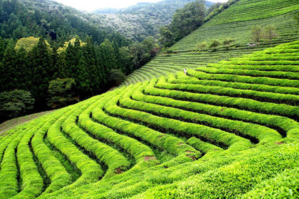 Happy Valley Tea Estate