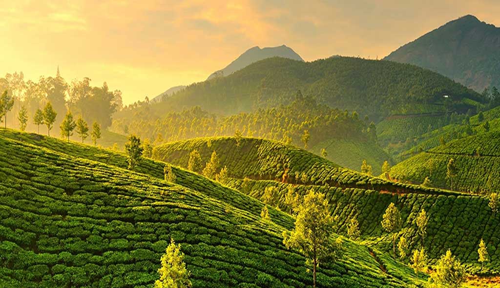 You are currently viewing Best Visiting Places in Munnar 2021